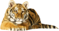 tigris_73