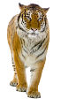tigris_8