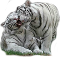 tigris_85