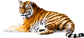 tigris_9