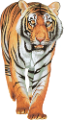 tigris_94