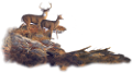 vadallatok_24