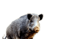 vaddiszno_9