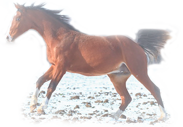 vadlo_1031.png