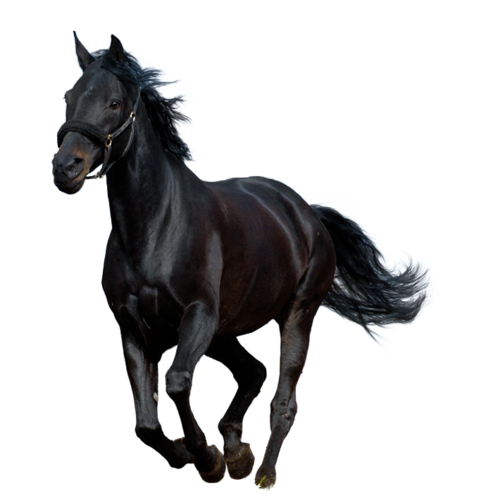 vadlo_1091.png