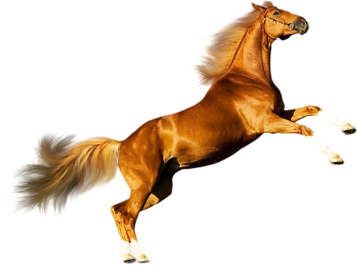 vadlo_1103.png