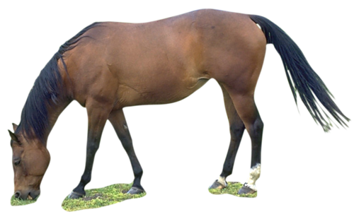vadlo_149.png