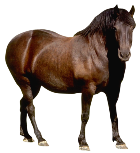 vadlo_151.png
