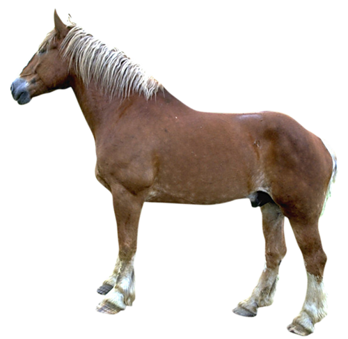vadlo_153.png