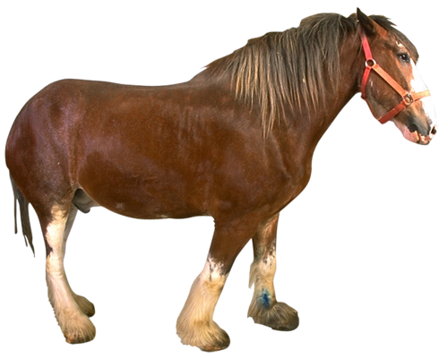 vadlo_154.png