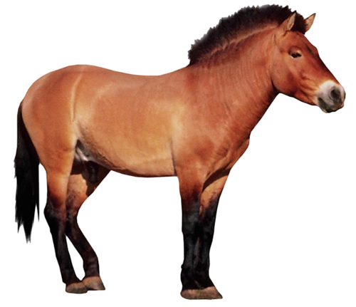 vadlo_155.png