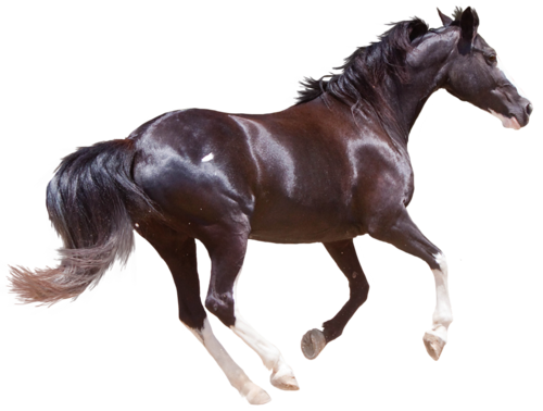 vadlo_165.png