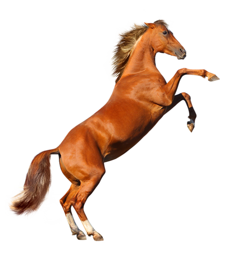 vadlo_18.png