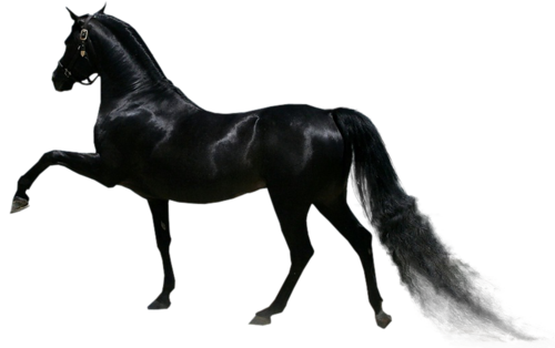 vadlo_182.png