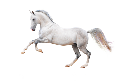 vadlo_20.png