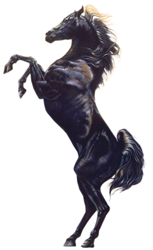 vadlo_206.png