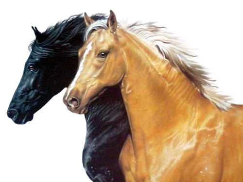 vadlo_207.png