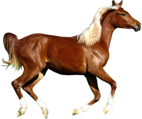 vadlo_212.png