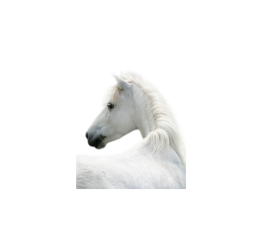 vadlo_217.png