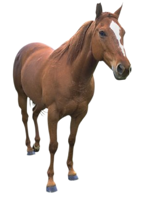 vadlo_22.png