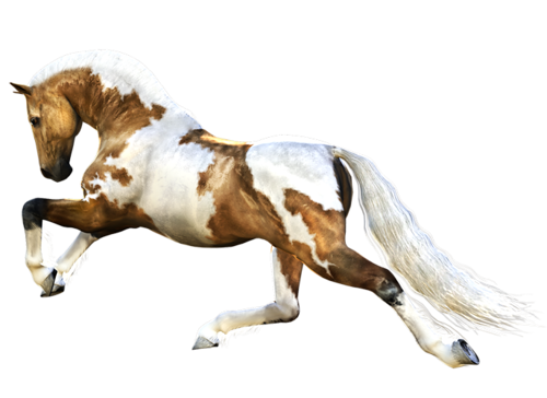 vadlo_243.png