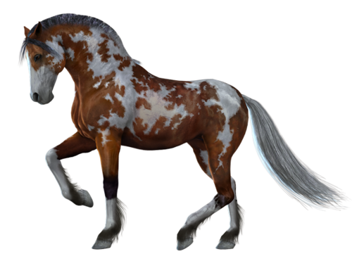vadlo_247.png