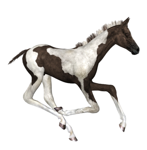 vadlo_248.png