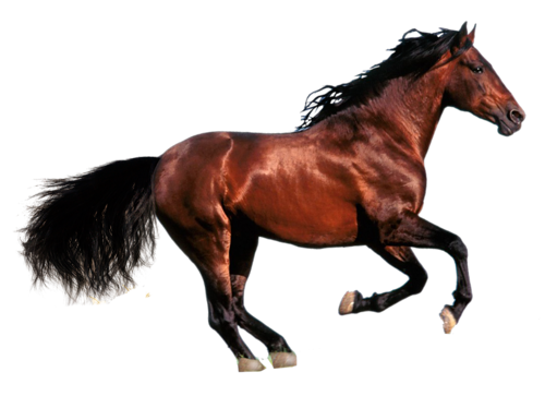 vadlo_283.png