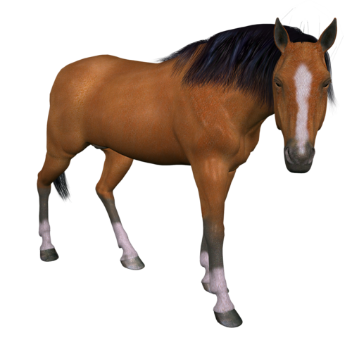 vadlo_293.png