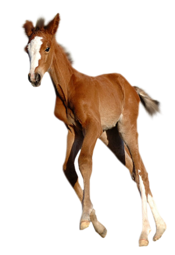vadlo_322.png