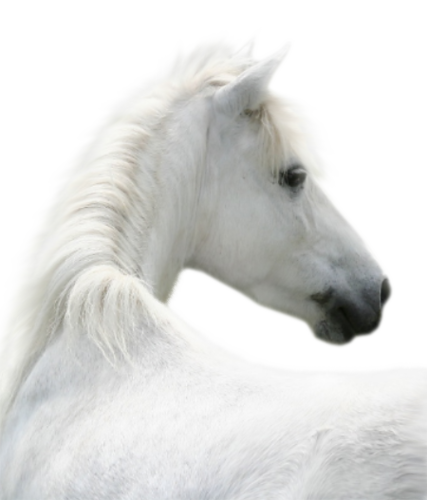 vadlo_323.png