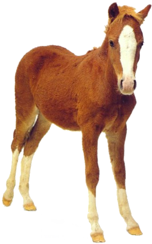 vadlo_331.png