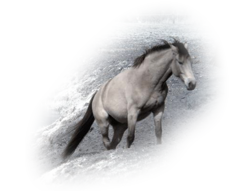 vadlo_354.png