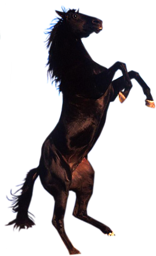vadlo_355.png