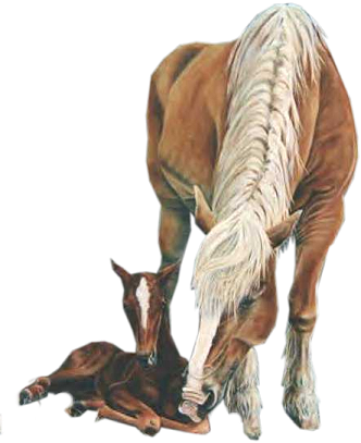 vadlo_360.png
