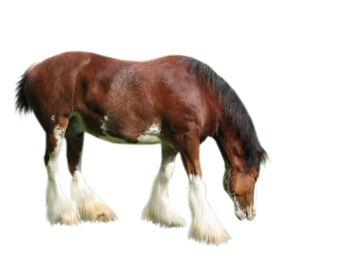 vadlo_363.png