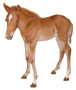 vadlo_375.png