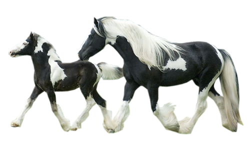 vadlo_380.png