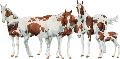 vadlo_396.png
