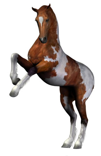 vadlo_403.png