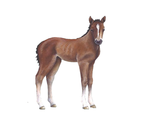 vadlo_427.png