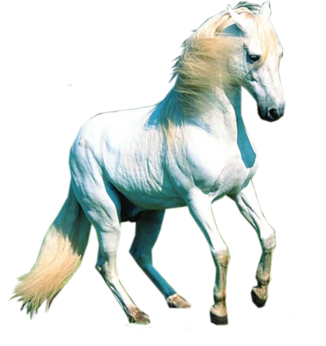 vadlo_43.png