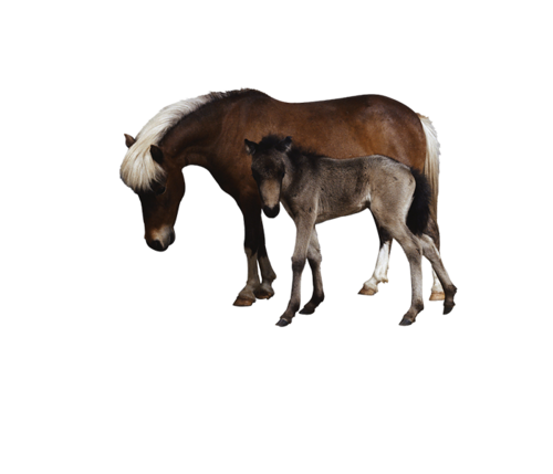 vadlo_434.png