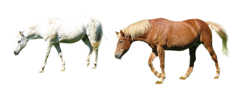 vadlo_553.png