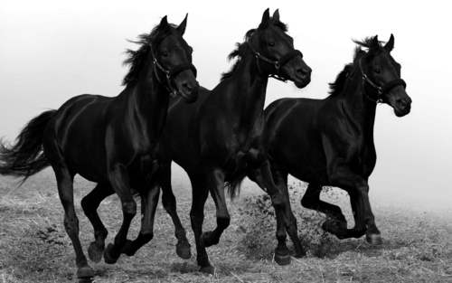 vadlo_57.png