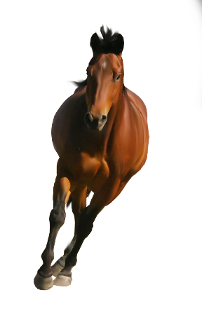 vadlo_600.png