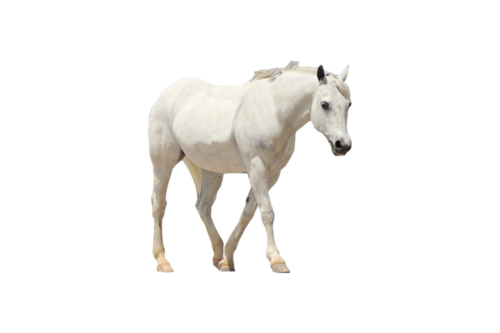 vadlo_612.png