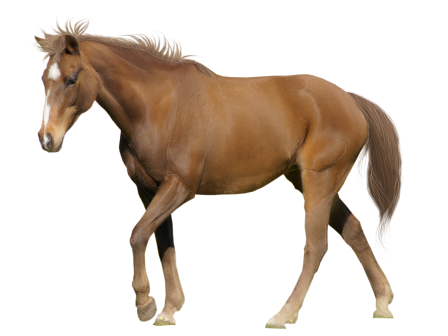 vadlo_616.png
