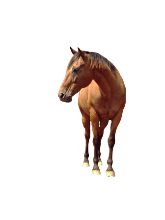 vadlo_664.png