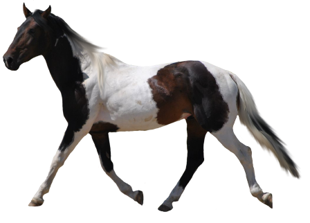 vadlo_669.png